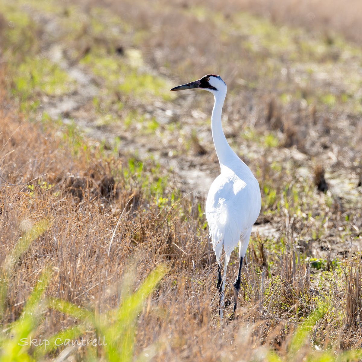 Whooping Crane - Skip Cantrell