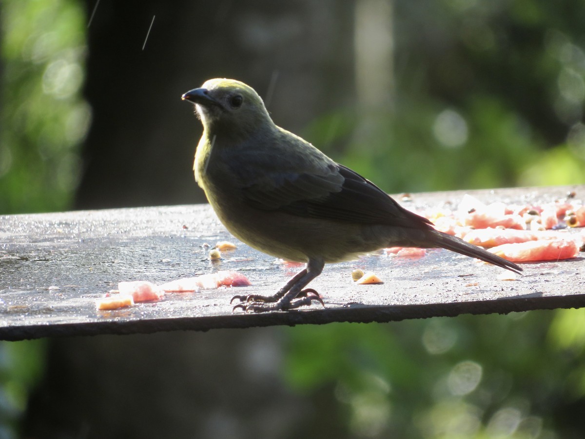 Palm Tanager - Christine Cote