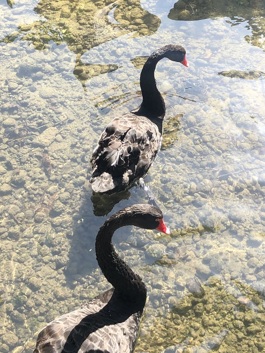 Black Swan - ML614803988