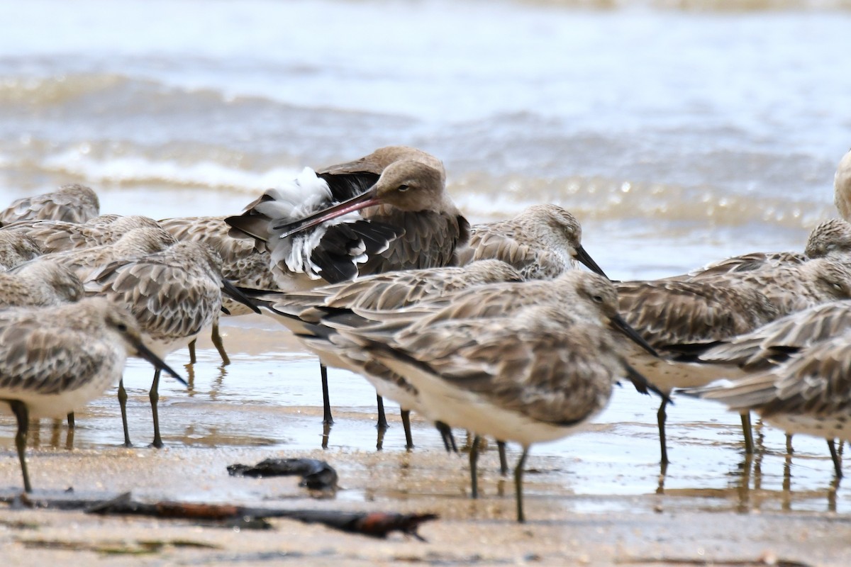 Black-tailed Godwit - ML614804002