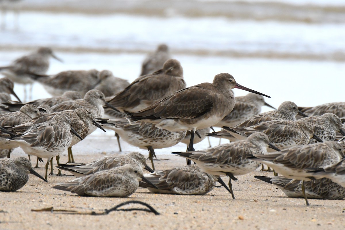 Black-tailed Godwit - ML614804004