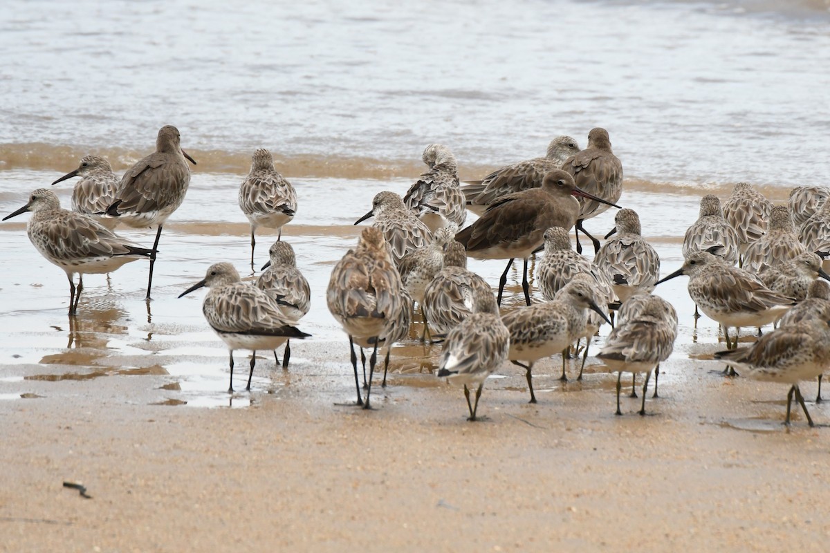 Black-tailed Godwit - Trevor Ross