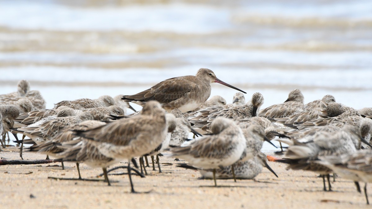 Black-tailed Godwit - Trevor Ross