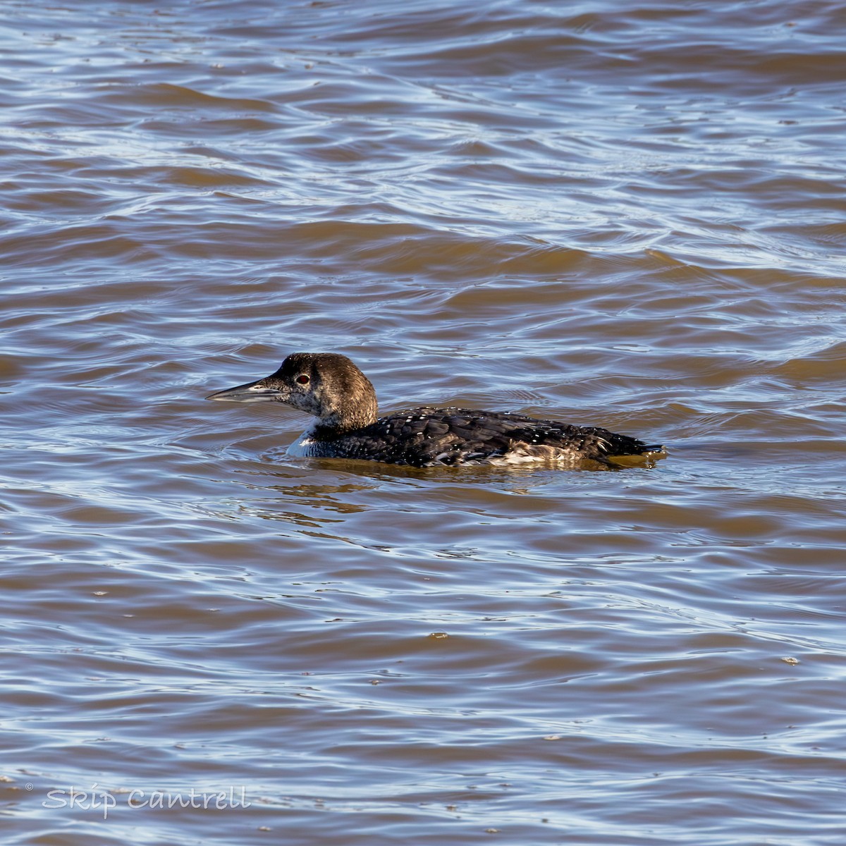 Plongeon huard - ML614804016