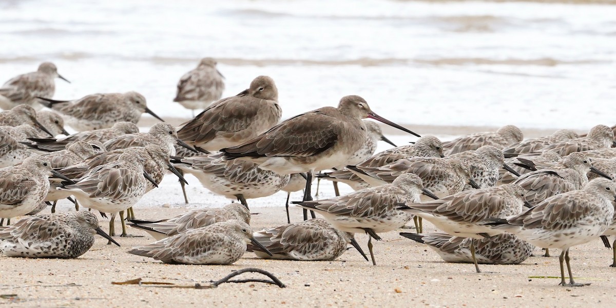 Black-tailed Godwit - ML614804038