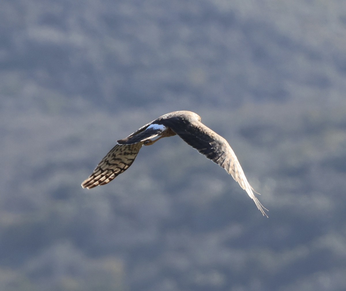 Aguilucho de Hudson - ML614804101