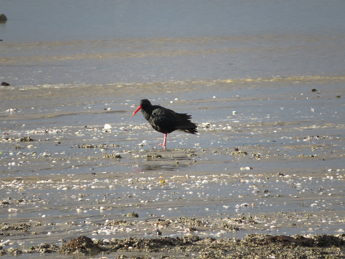 Variable Oystercatcher - Sze On Ng (Aaron)