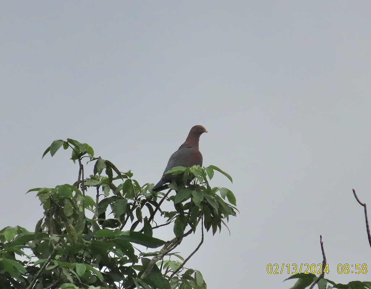 Red-billed Pigeon - ML614804156