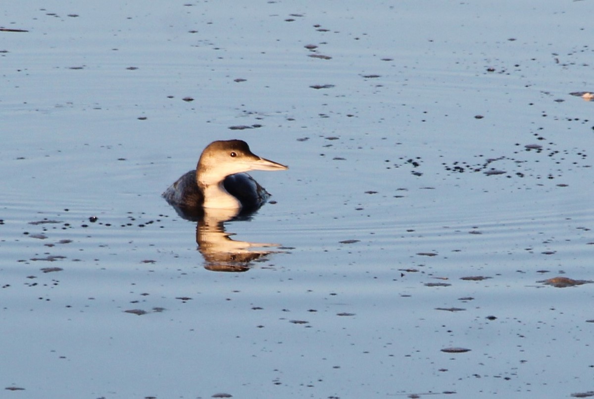 Common Loon - ML614804163