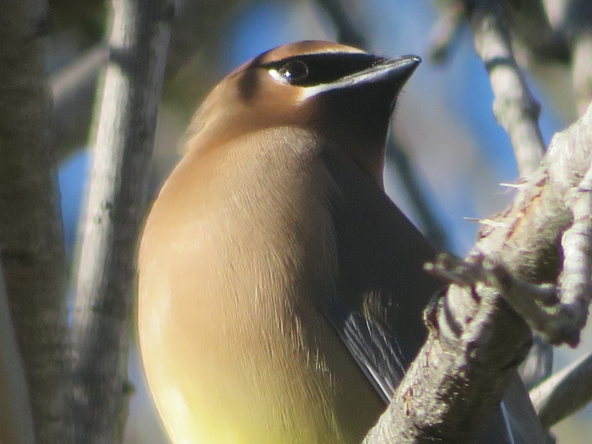 Cedar Waxwing - ML614804171