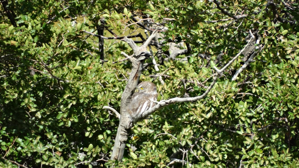 Austral Pygmy-Owl - ML614804177