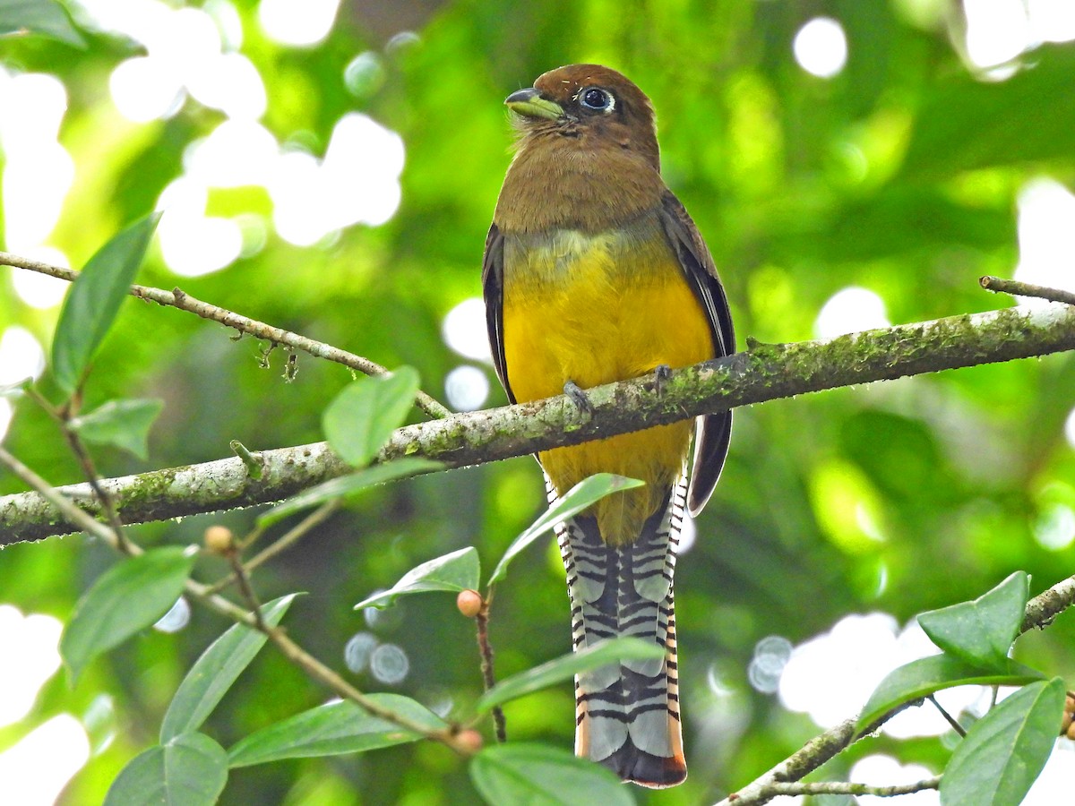 Northern Black-throated Trogon - ML614804191