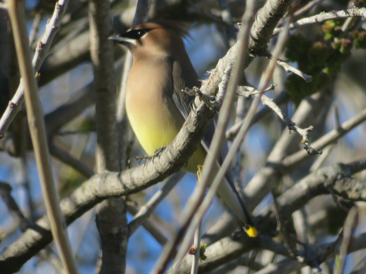 Cedar Waxwing - ML614804195