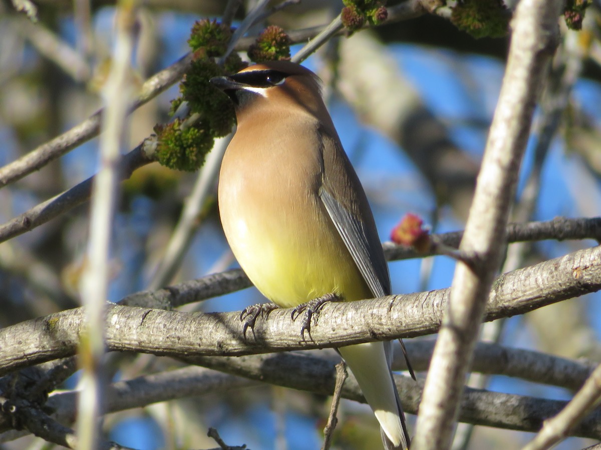 Cedar Waxwing - ML614804199