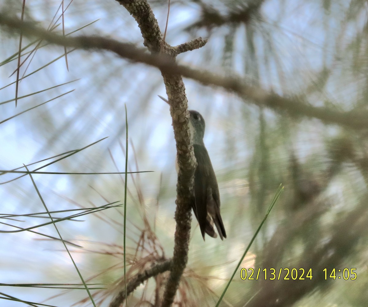 Azure-crowned Hummingbird - ML614804237