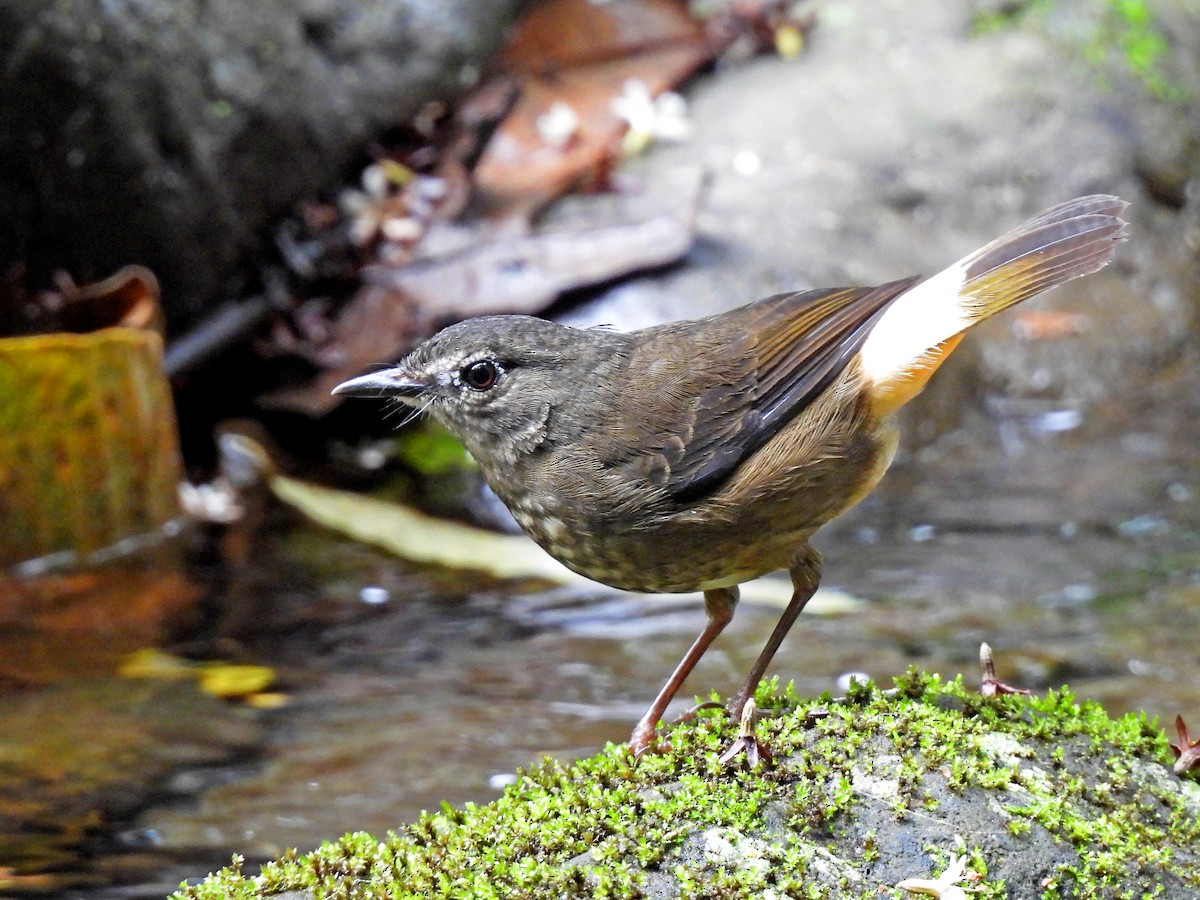 Buff-rumped Warbler - ML614804242