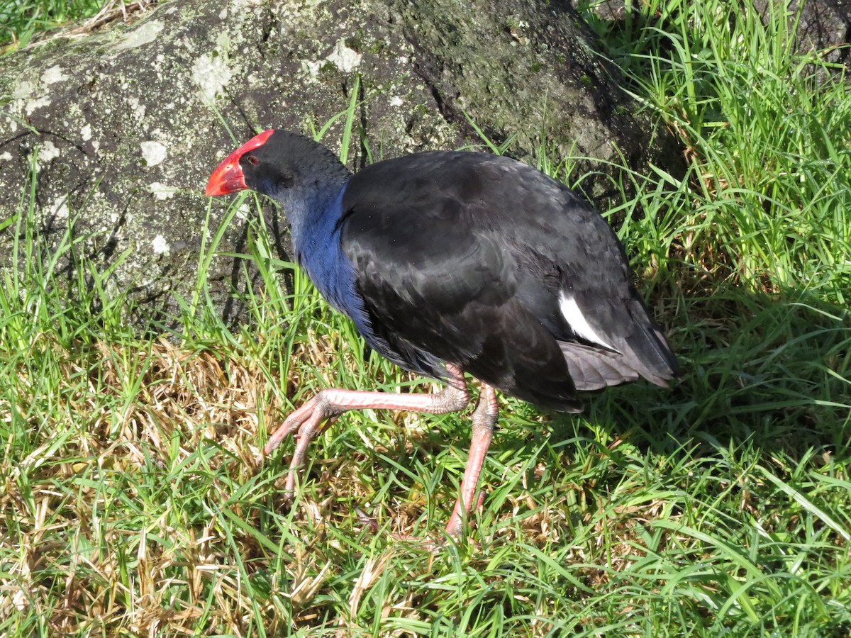 Australasian Swamphen - Sze On Ng (Aaron)