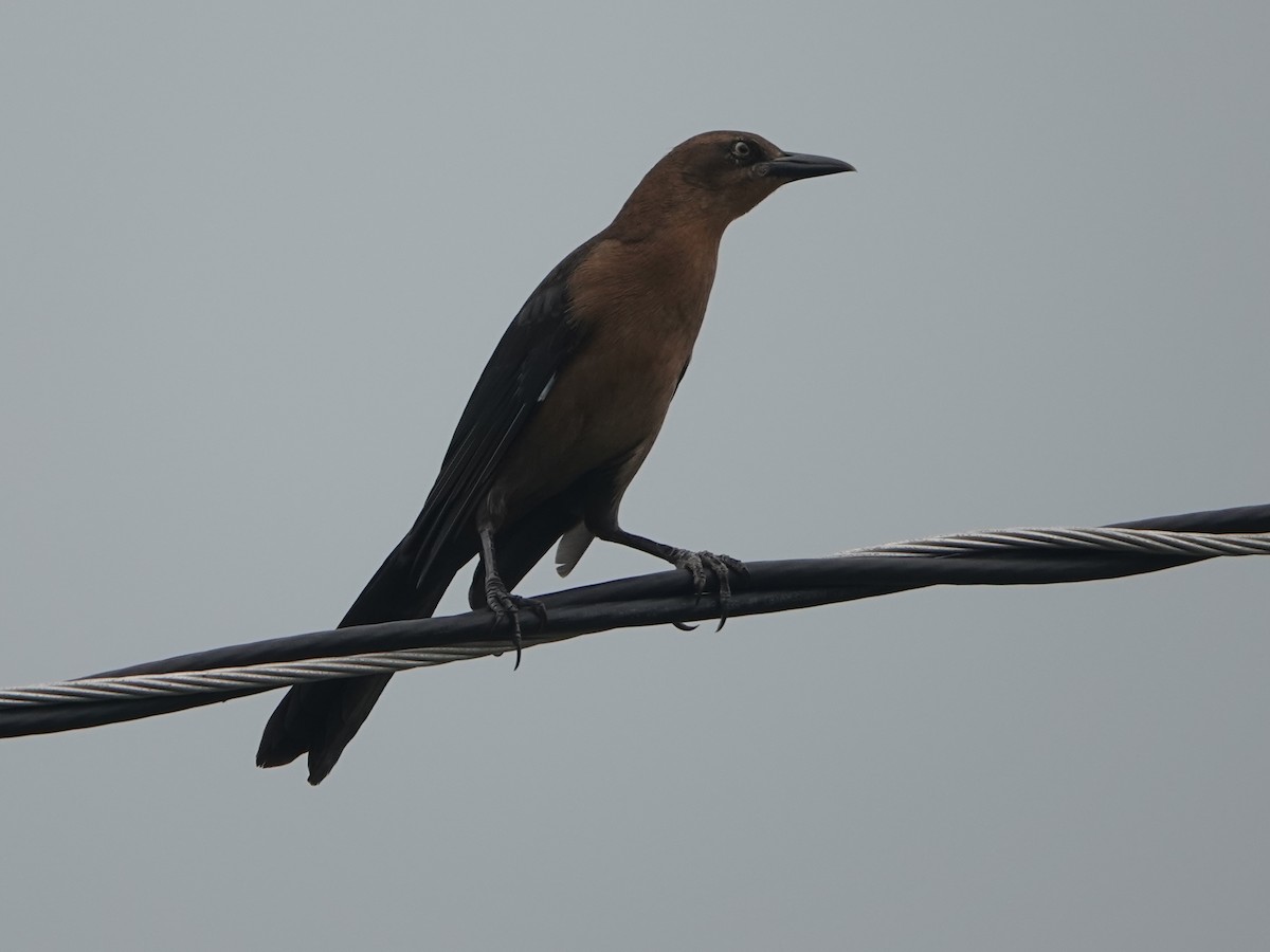 Greater Antillean Grackle - ML614804278