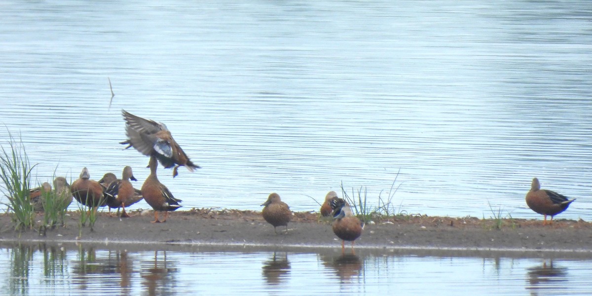 Red Shoveler - Michael I Christie