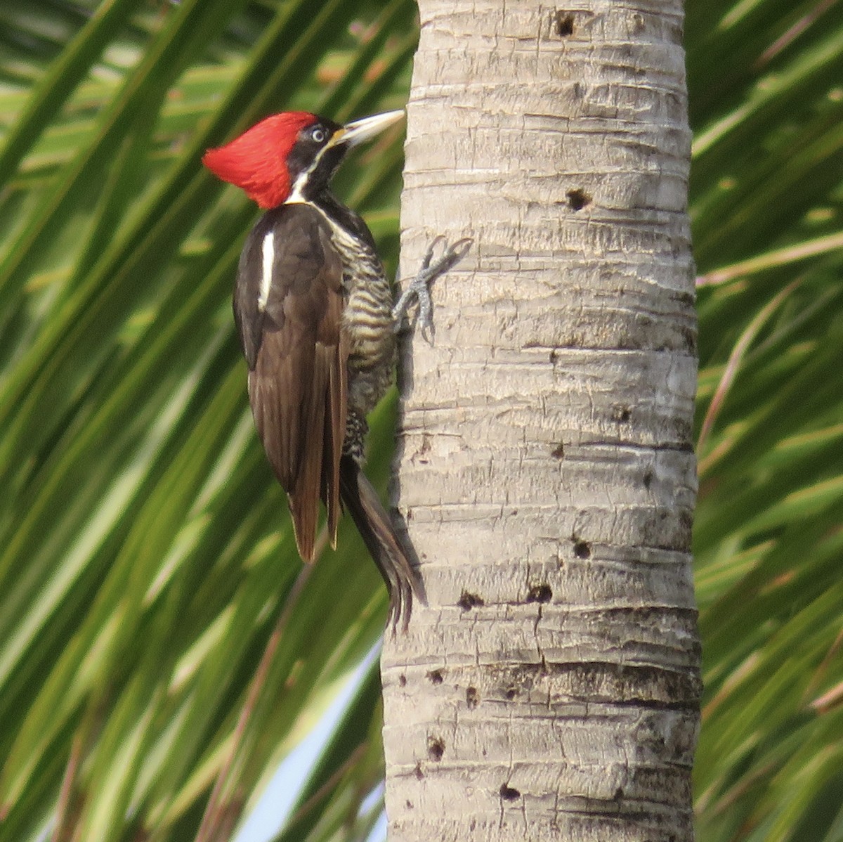 Lineated Woodpecker - ML614804299