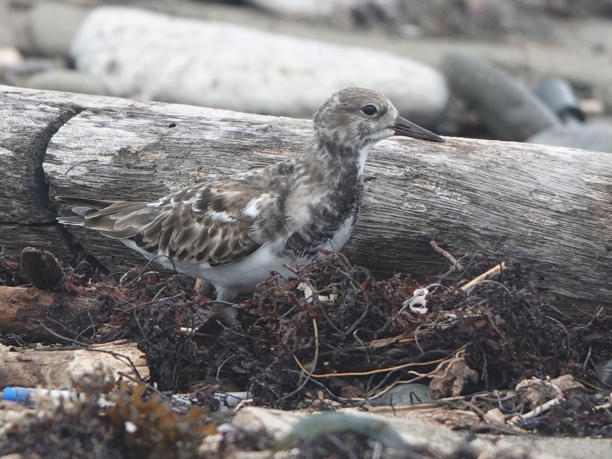 Ruddy Turnstone - ML614804314