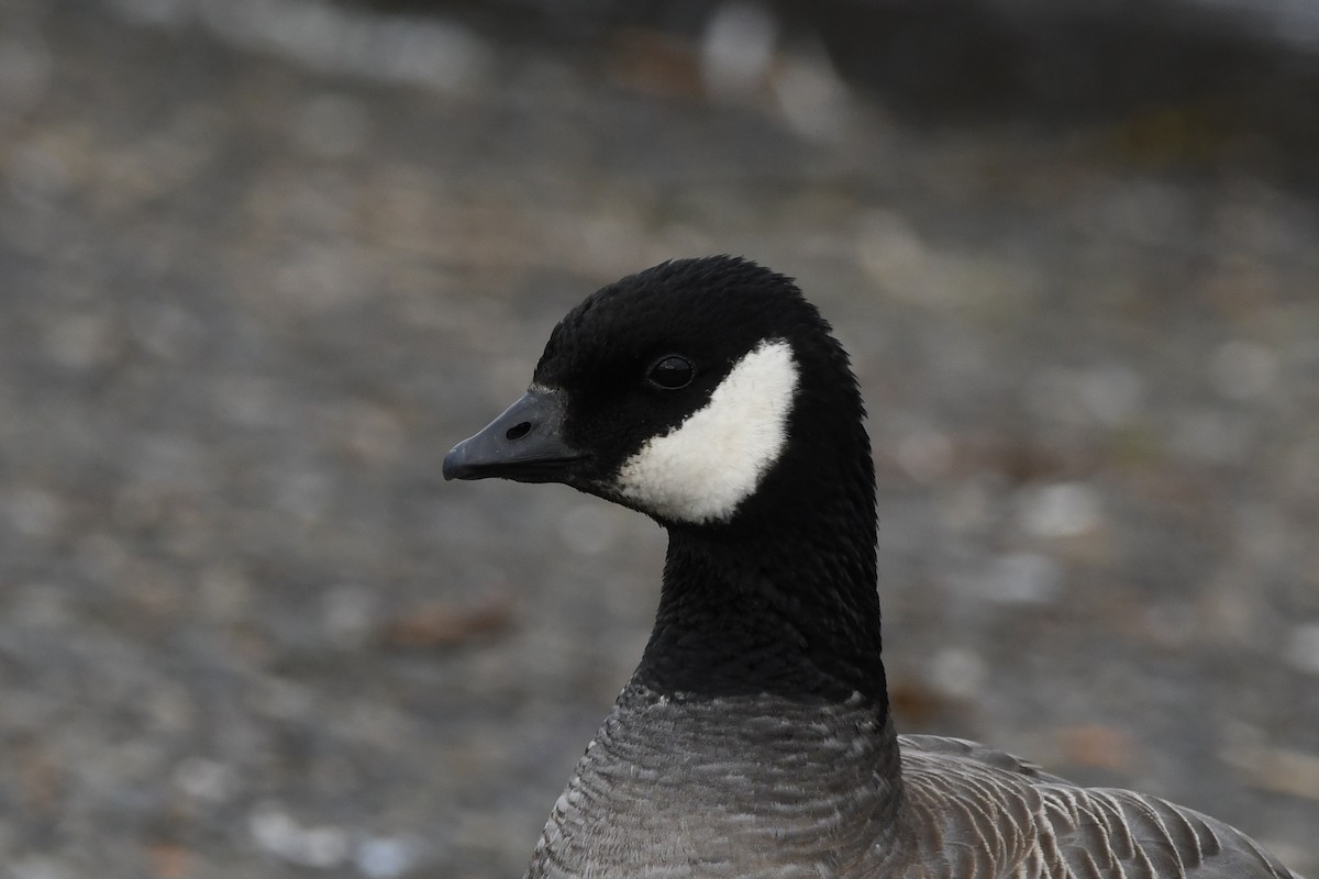 Cackling Goose (minima) - ML614804366