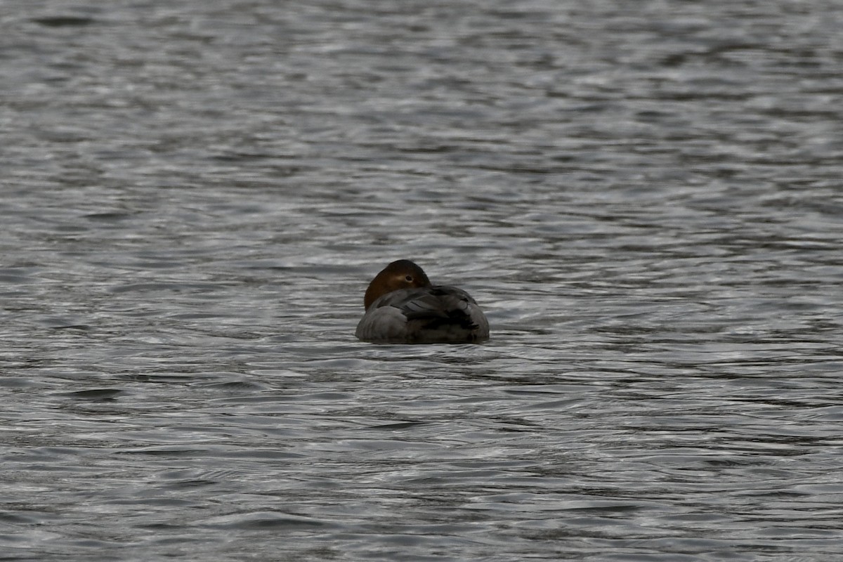 Canvasback - ML614804372