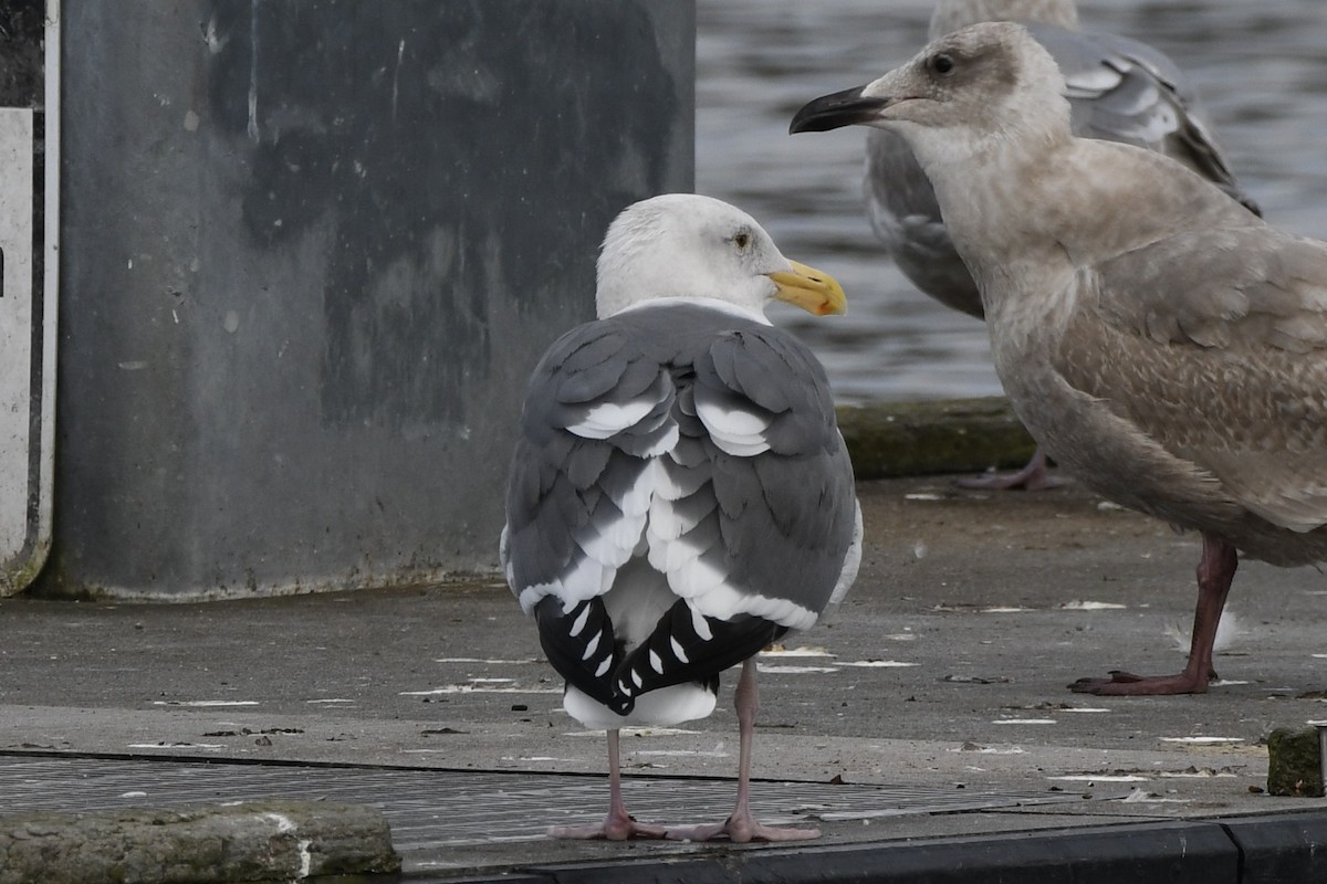 Western Gull - ML614804404