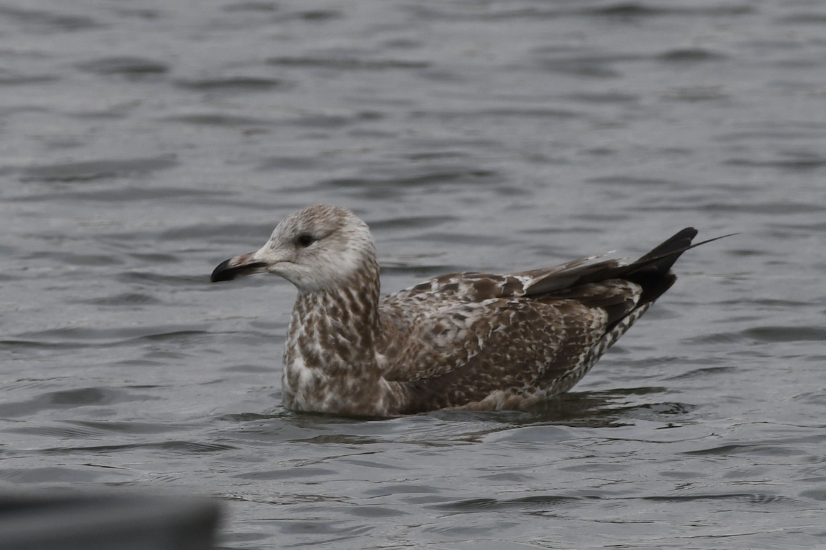American Herring Gull - ML614804426