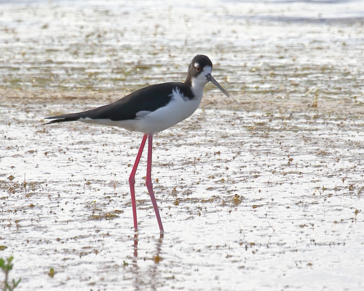 Black-necked Stilt (Hawaiian) - Mark Baldwin