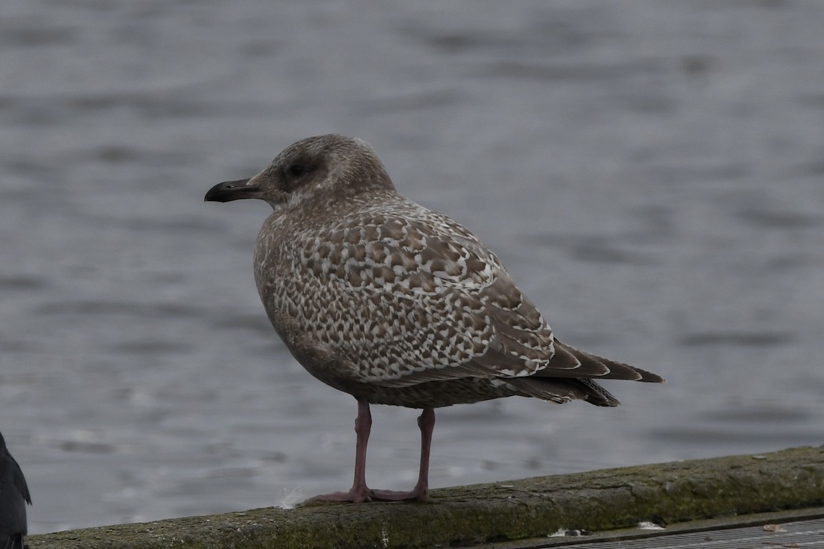 Iceland Gull (Thayer's) - Louis Kreemer