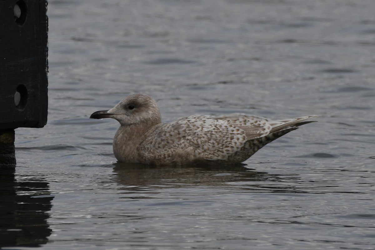 Iceland Gull (thayeri/kumlieni) - ML614804456