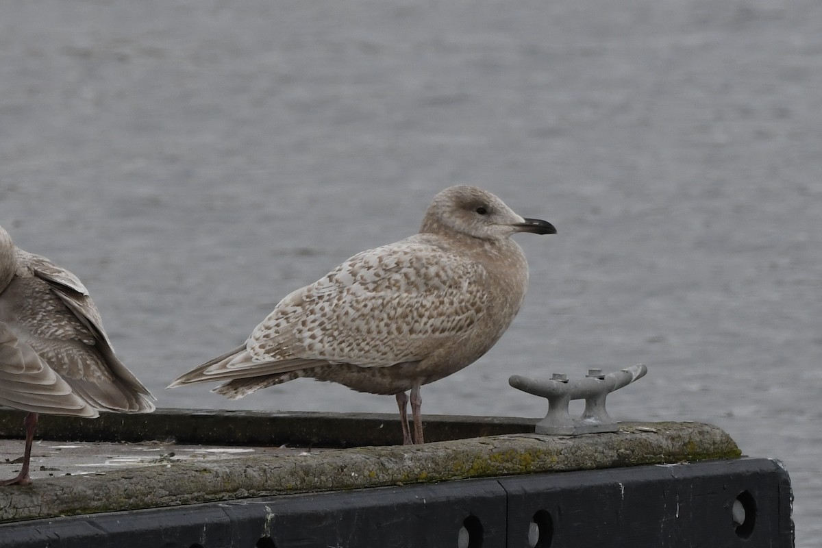 Iceland Gull (thayeri/kumlieni) - ML614804462