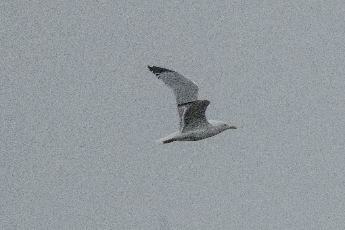 Gaviota Argéntea (americana) - ML614804563