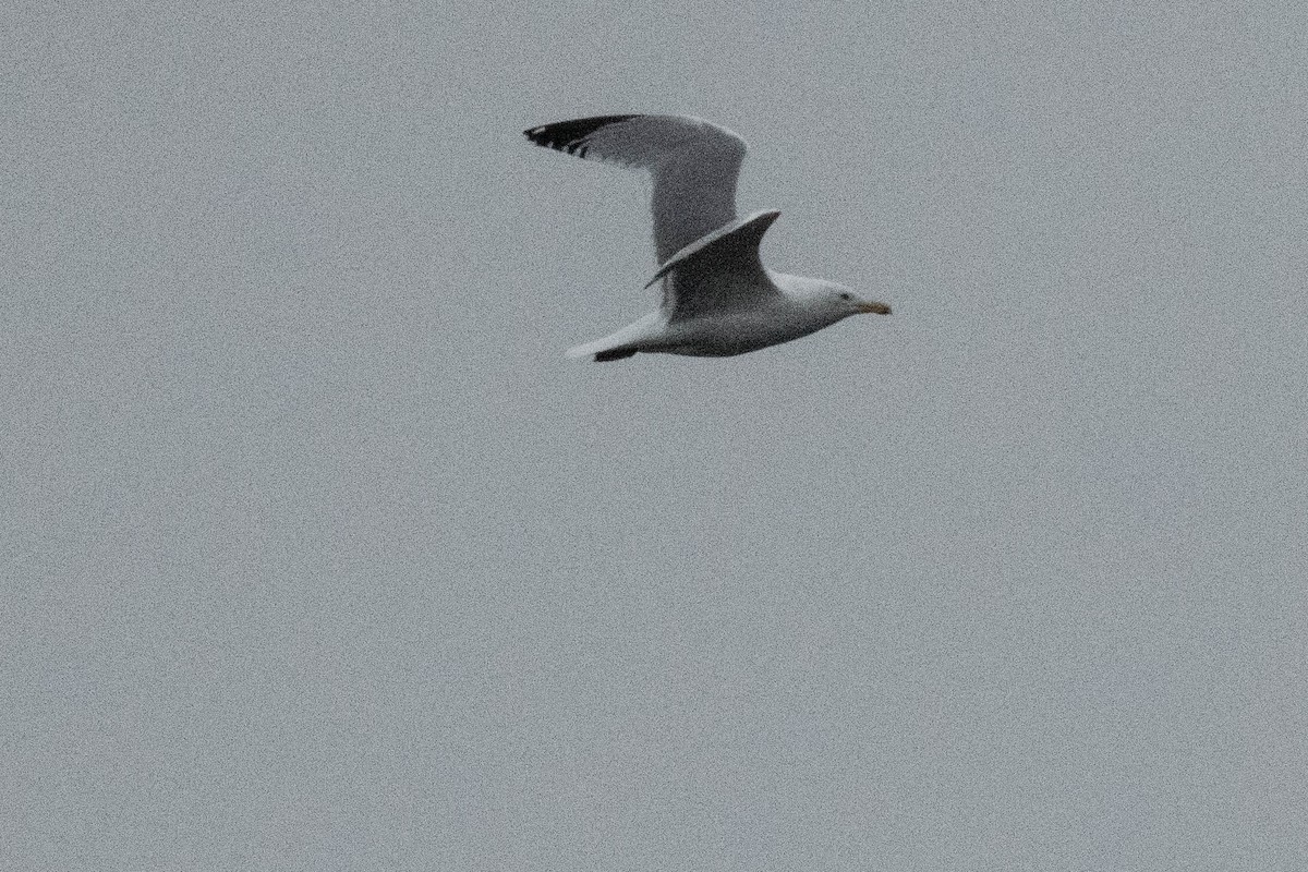 Herring Gull - FELIX-MARIE AFFA'A