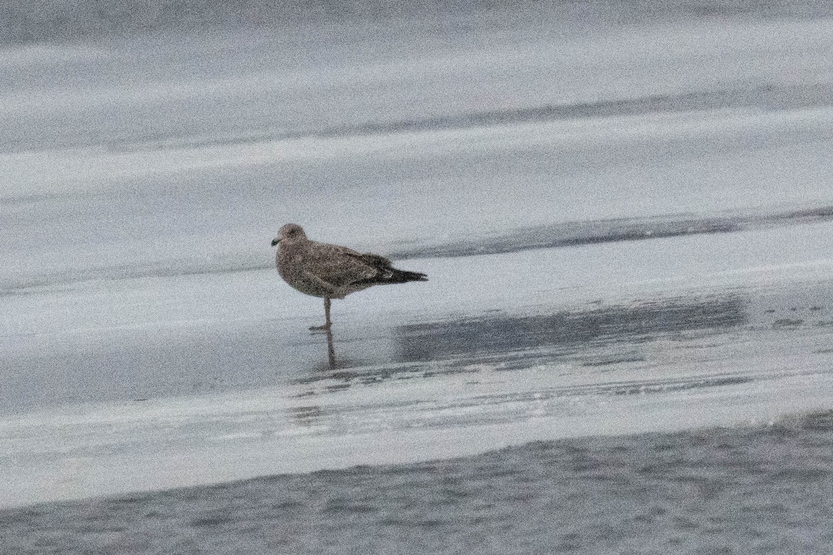 Gaviota Argéntea - ML614804565