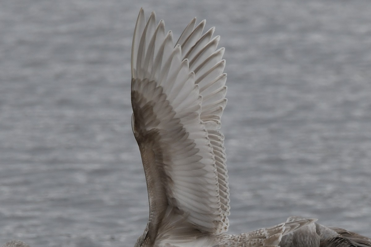 Iceland Gull (thayeri/kumlieni) - ML614804576