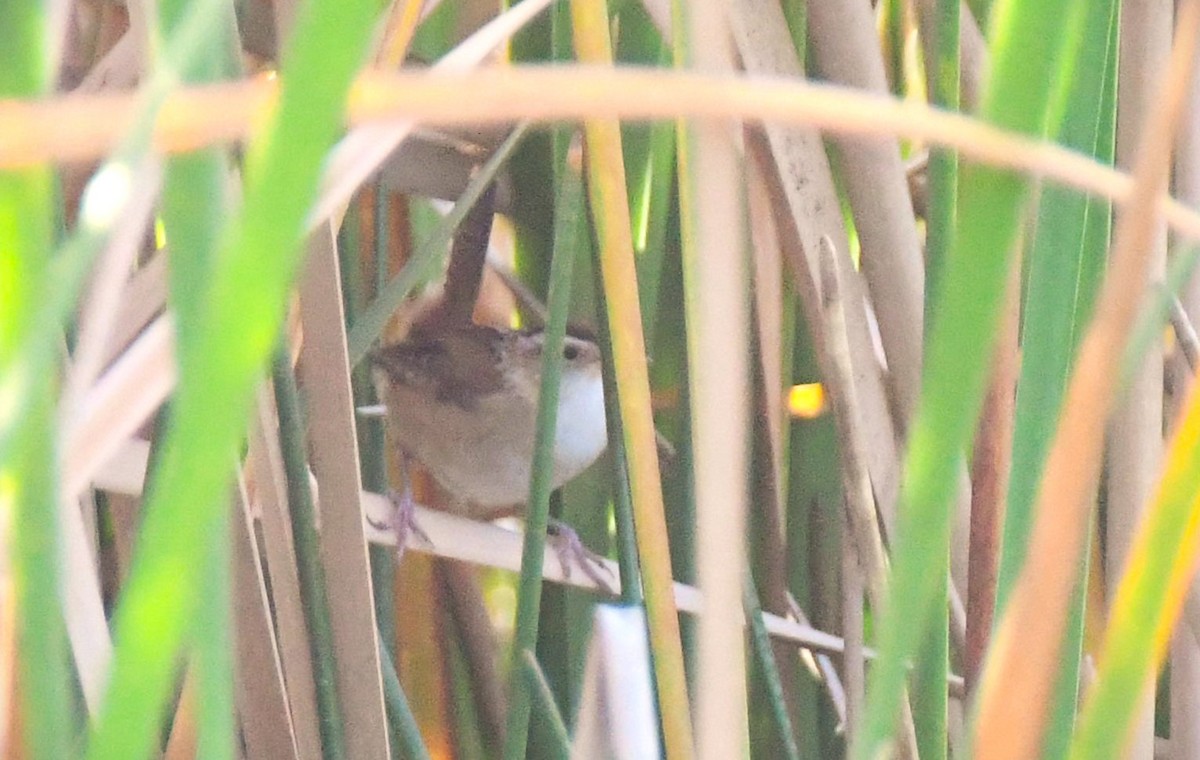 Marsh Wren - Jose Francisco Barros 🐜