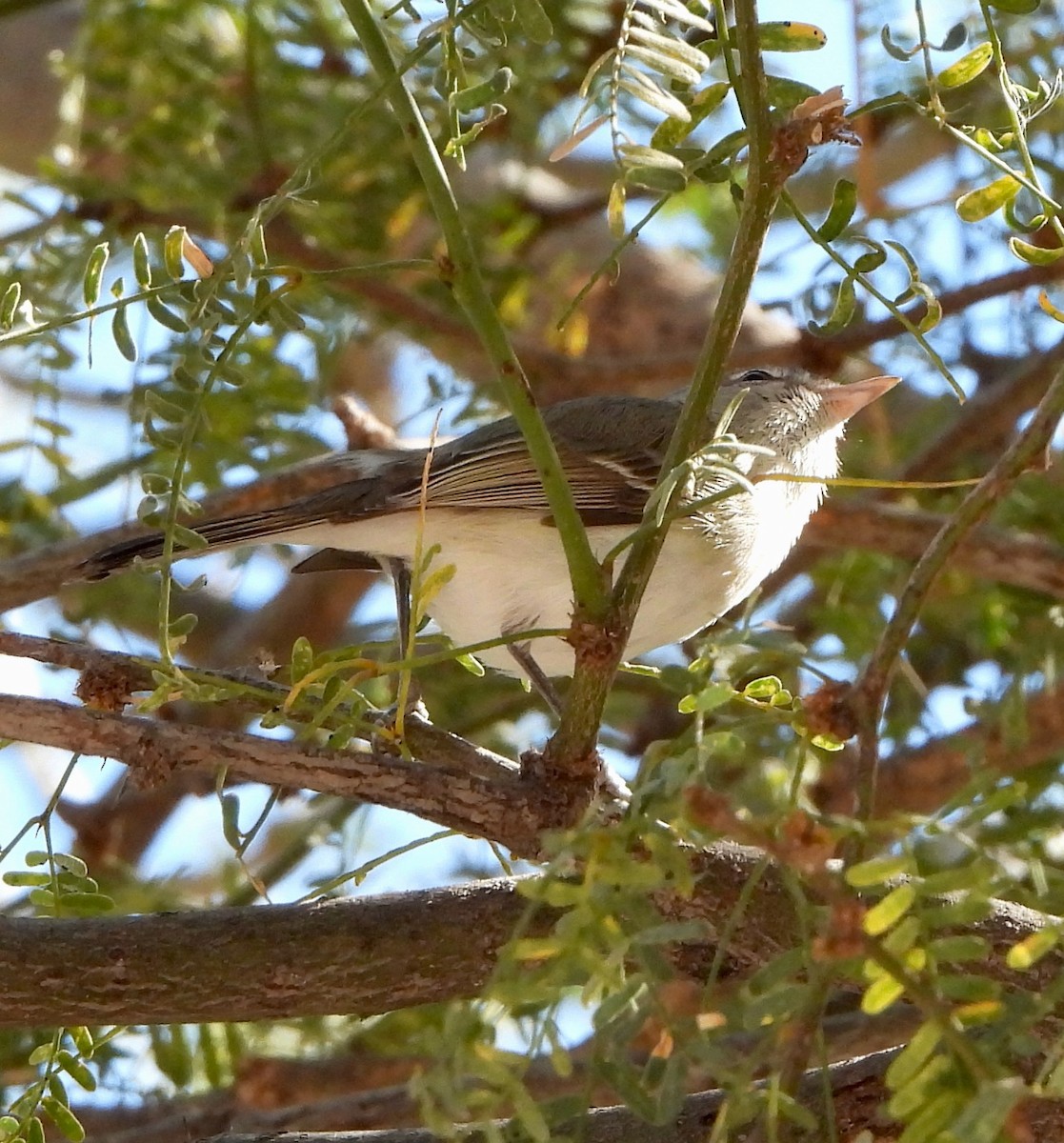 Bell's Vireo - Michelle Haglund