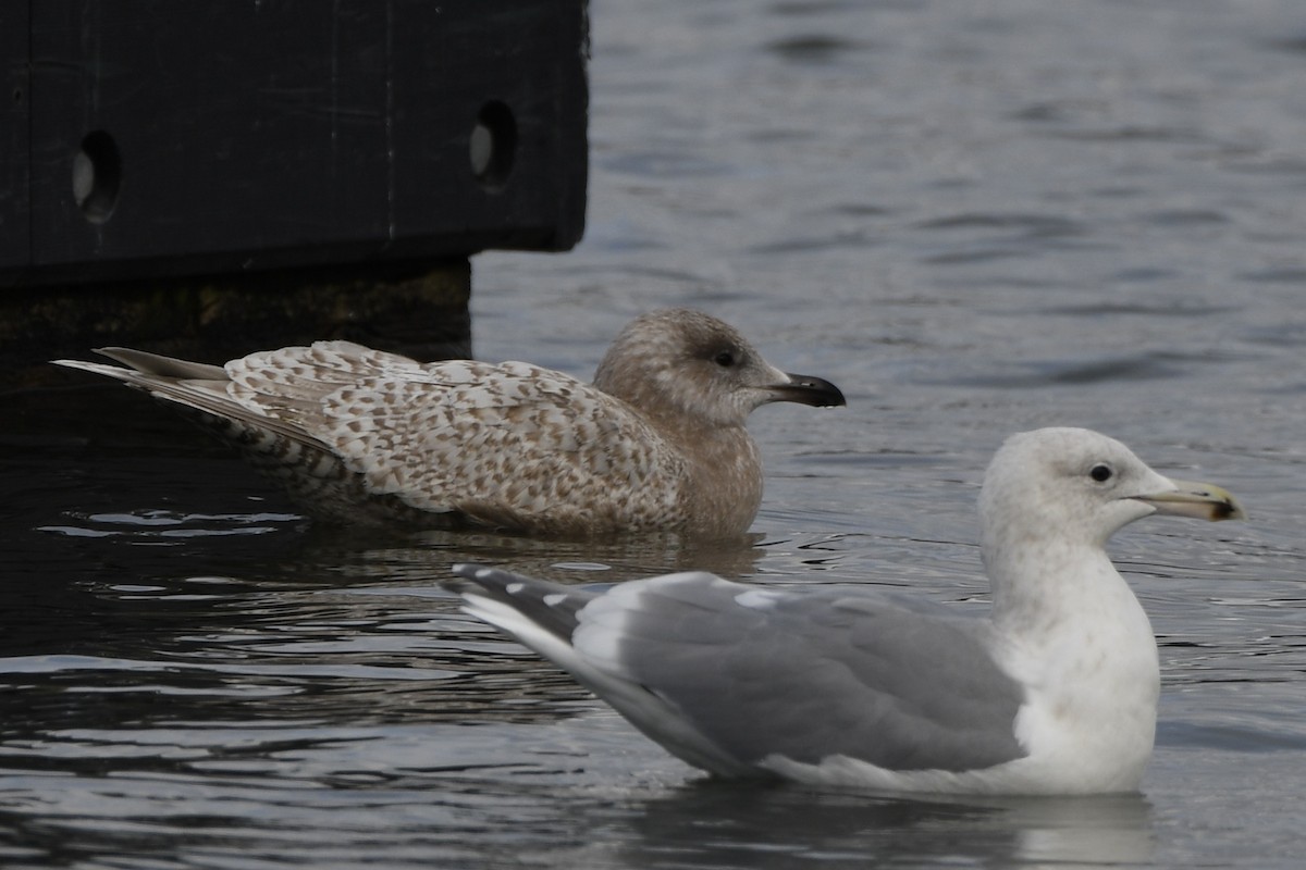 Iceland Gull (thayeri/kumlieni) - ML614804656