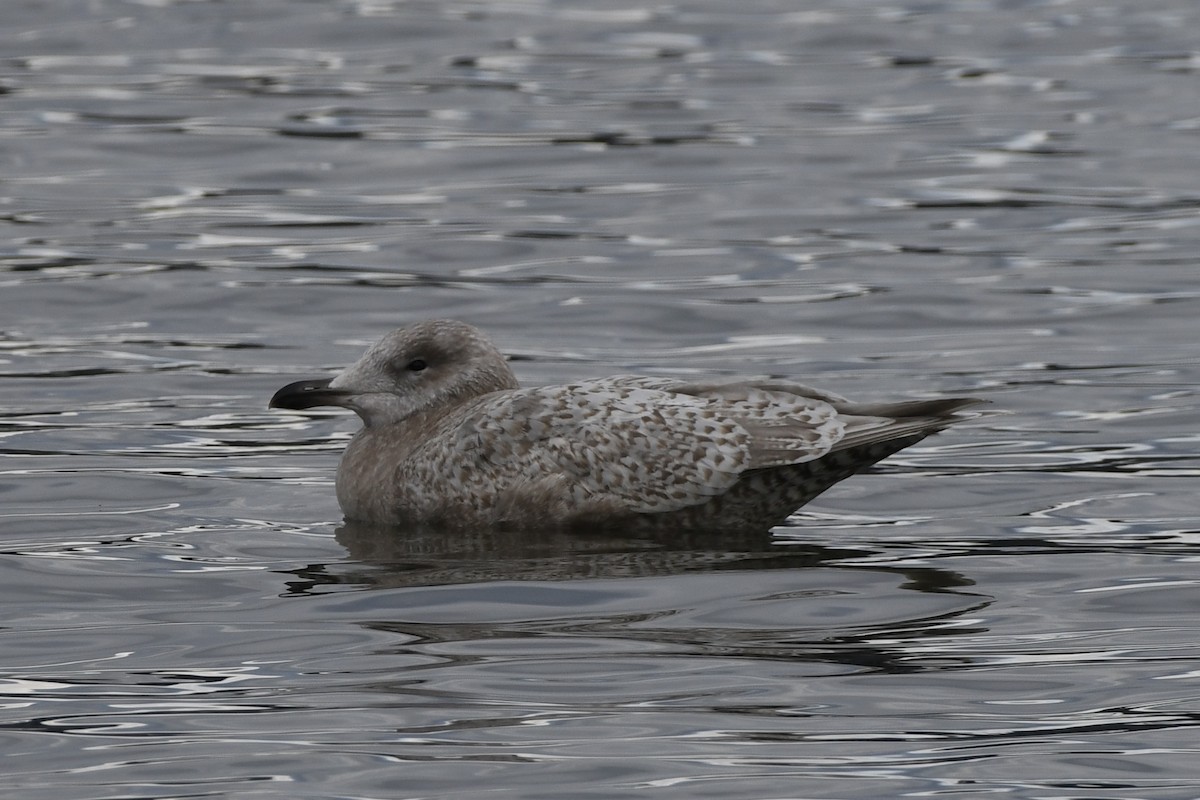 Iceland Gull (thayeri/kumlieni) - ML614804657