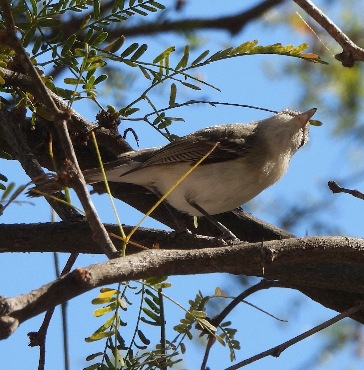 Bell's Vireo - Michelle Haglund