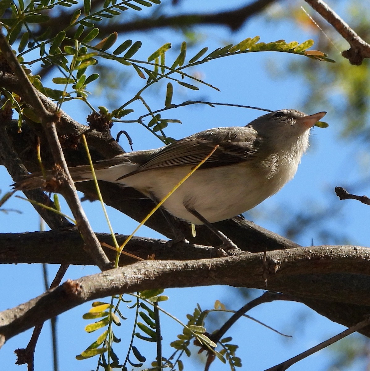 Bell's Vireo - Michelle Haglund