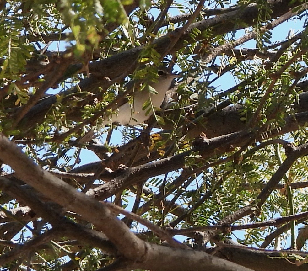 Bell's Vireo - Michelle Haglund