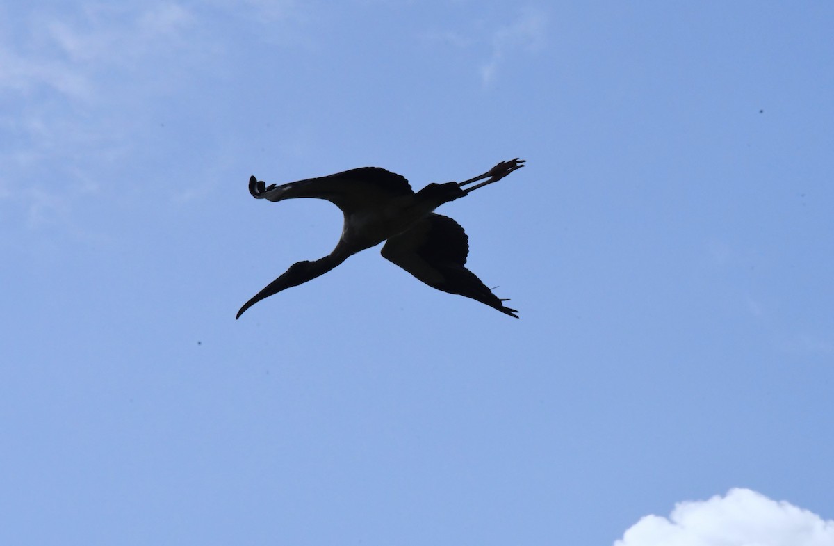 Wood Stork - Jose Francisco Barros 🐜