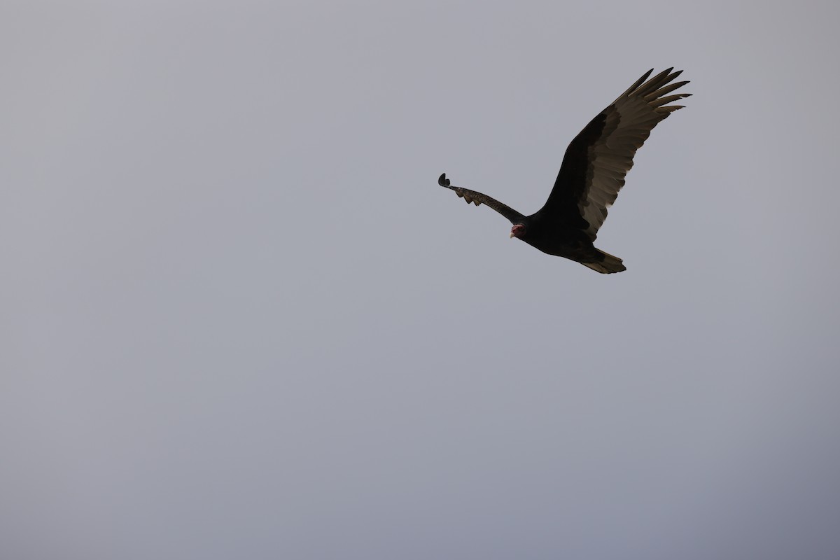 Turkey Vulture - Chris Kennelly