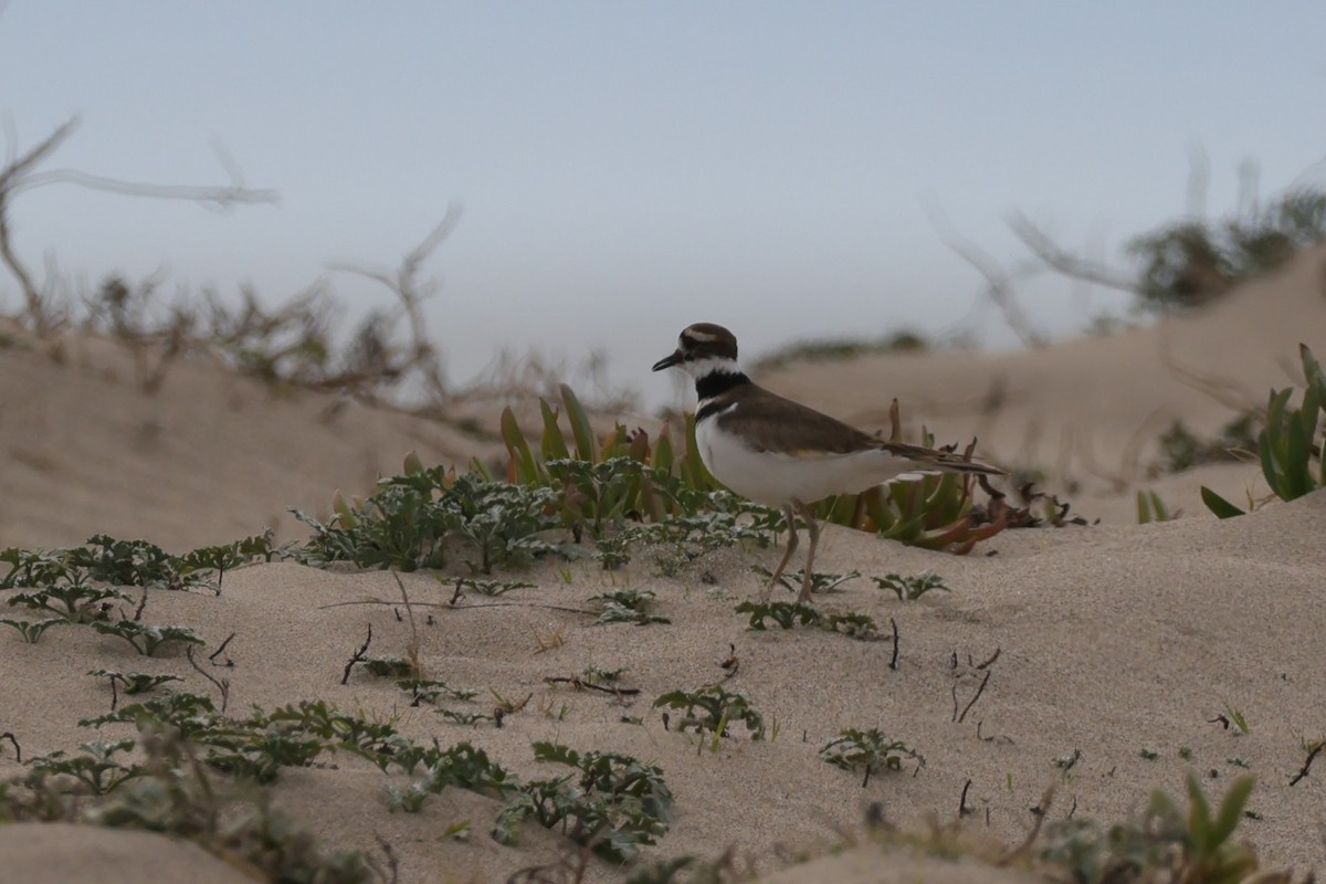 Killdeer - Chris Kennelly