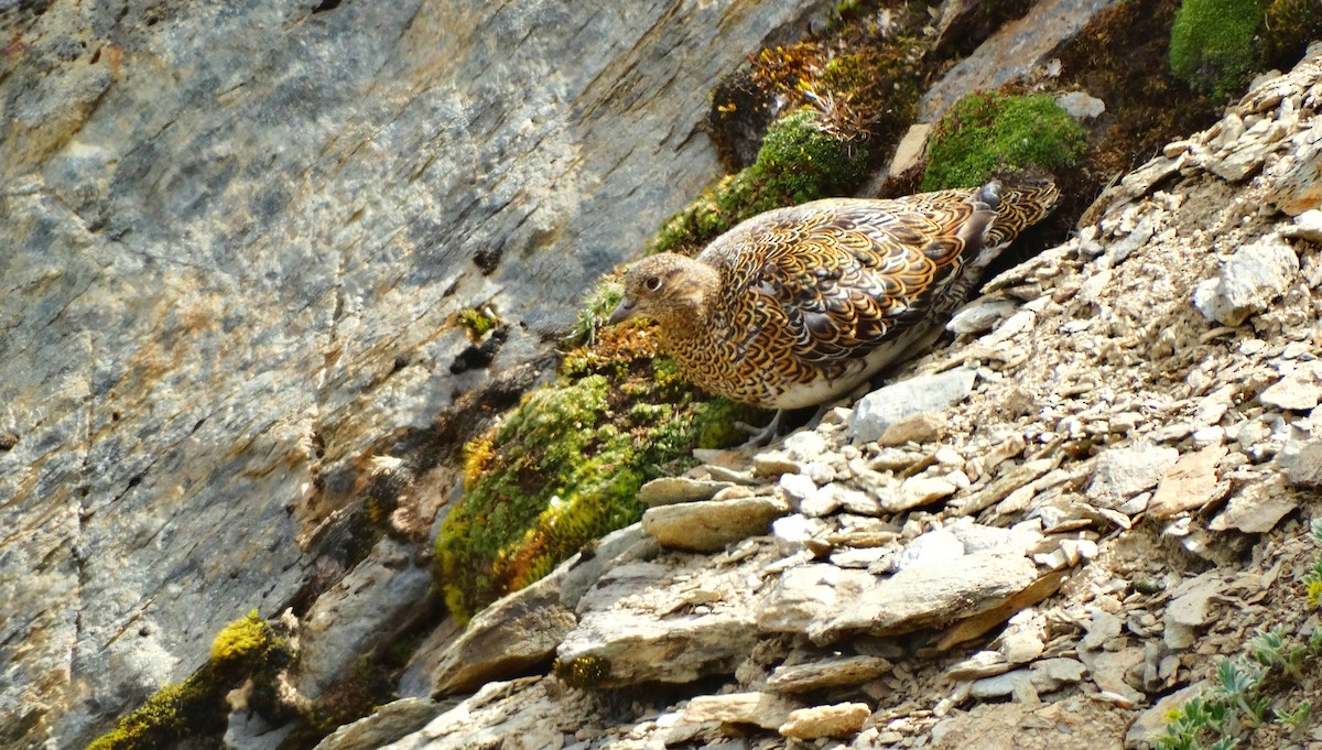 White-bellied Seedsnipe - Nate Shipley