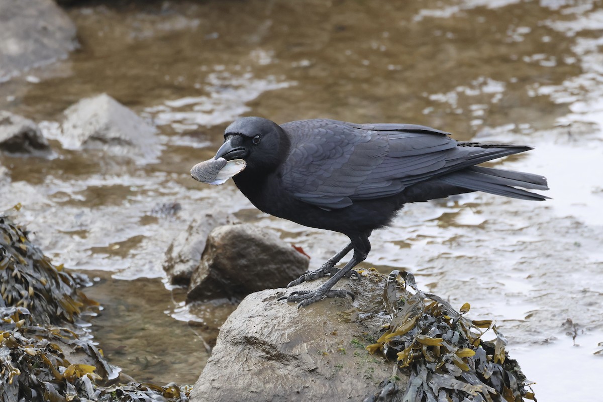 American Crow - ML614805023