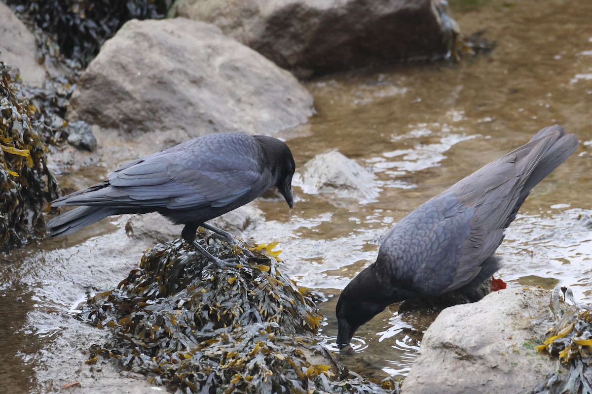 American Crow - ML614805025